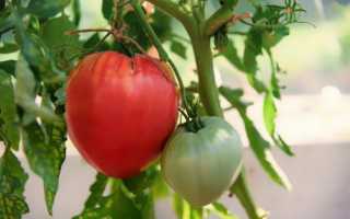Характеристика и описание сорта томата Вельможа, выращивание и уход