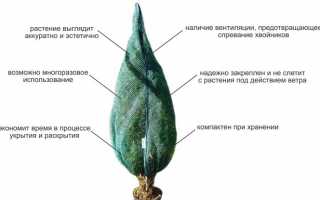 Как укрыть на зиму можжевельник стелющийся. Укрытие туи и можевельника. Укрытие хвойных от снега и наледи