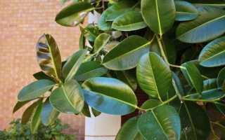 Описание Каучуконосного фикуса Эластика: правила ухода в домашних условиях