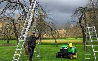 Когда и как обрезать плодовые деревья – советы от профессионалов