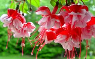 Приметы и суеверия для Фуксии в доме