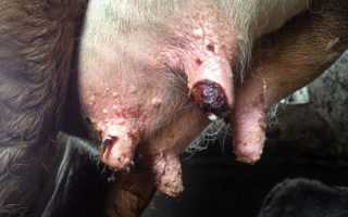 На сосках у коровы бородавки на вымени у коровы