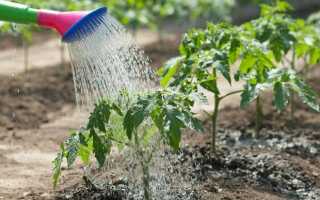 Описание томата Малиновый Звон и особенности выращивания сорта