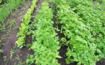 Как правильно сеять петрушку, чтобы она быстро взошла