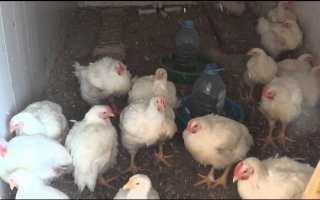 Несутся ли бройлерные куры в домашних условиях