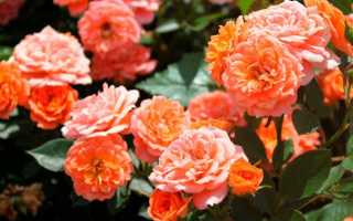 Оранжевые розы — описание лучших сортов