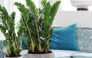 Тонкости пересадки долларового дерева. Когда лучше пересаживать цветок и как правильно провести процедуру?