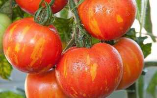 Необычные томаты тигровых расцветок: Амурский и Сибирский тигр и маленький Тигренок