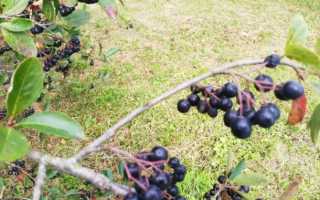 Черноплодная рябина: полезные свойства и противопоказания