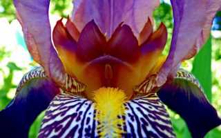 Цветы петушки как называются по другому. Ирис (растение)