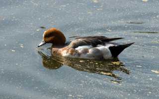 Свиязь утка Softplast (арт.SVU)