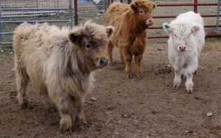 Уникальная карликовая порода коров