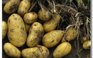 Голландец популярный в России — картофель «Коломбо»: описание сорта, фото, характеристика
