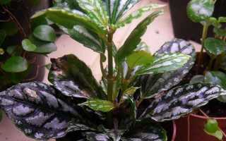 Пеллея (папоротник)