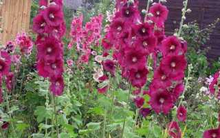 Мальва многолетняя посадка и уход в открытом грунте Выращивание из семян Когда сажать мальву