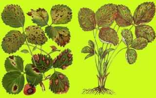 Желтеют листья на клубнике: что делать, чем лечить