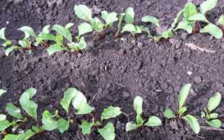 Урожайная и вкусная свёкла Мулатка — характеристика сорта и правила выращивания