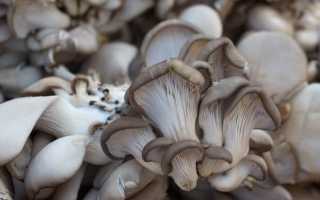 Калорийность вешенки на 100 грамм