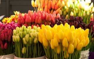 Тюльпаны в цветнике и дизайне сада: фото и схема посадок