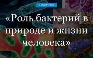 Какую роль играют бактерии в нашей жизни и всегда ли она положительная