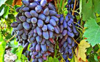 Описание винограда сорта Памяти Негруля и характеристика, история и выращивание