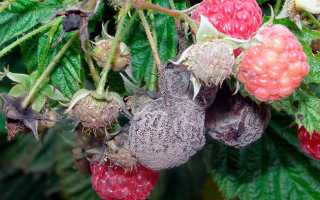 Вредители малины: обработка, борьба, защита весной и осенью