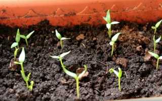 Не растет рассада перца, стоит на месте: причины, что делать