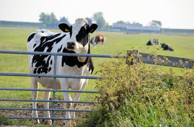 Ацидоз рубцового содержимого у коров - часто возникающая проблема