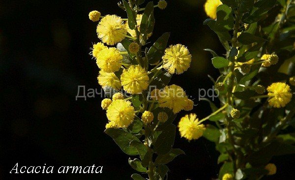 Акация комнатная: виды, уход и размножение