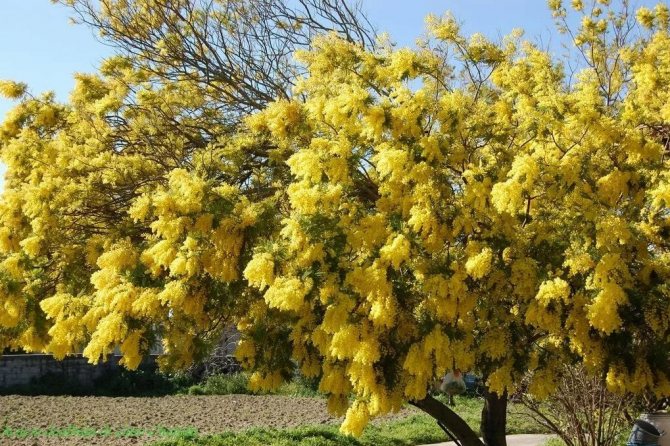 Акация серебристая описание, применение