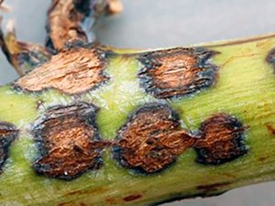 антракноз-фото