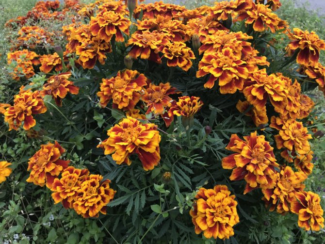 Бархатцы (лат. Tagetes)