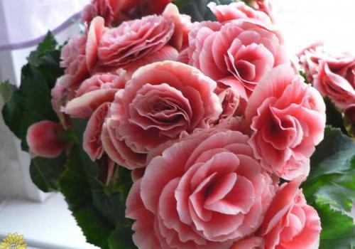 Бегония глюар де Лоррен. Бегония Глуар де Лоррен 01