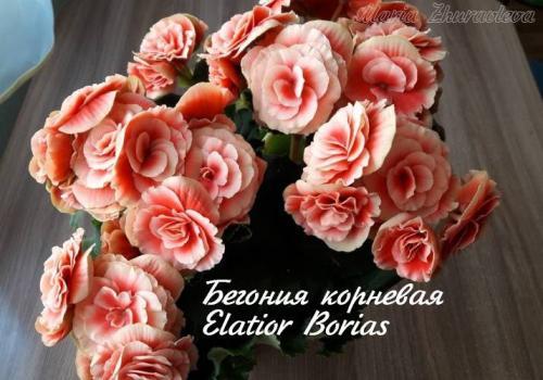 Бегония глюар де Лоррен. Бегония Глуар де Лоррен 02