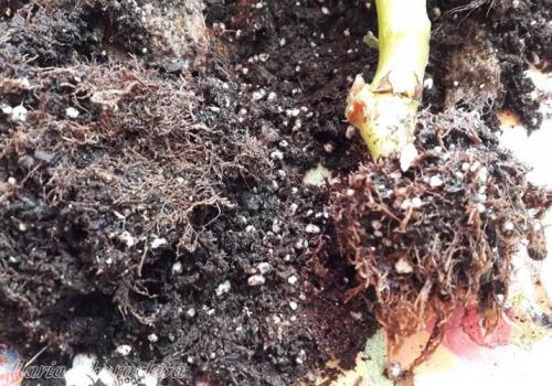 Бегония глюар де Лоррен. Бегония Глуар де Лоррен 03