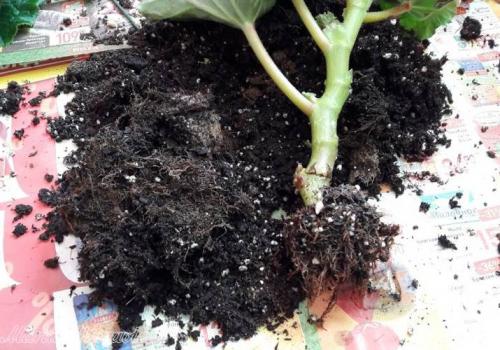 Бегония глюар де Лоррен. Бегония Глуар де Лоррен 04