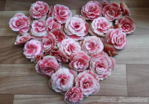 Бегония глюар де Лоррен. Бегония Глуар де Лоррен 05