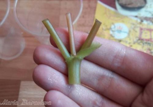 Бегония глюар де Лоррен. Бегония Глуар де Лоррен 06