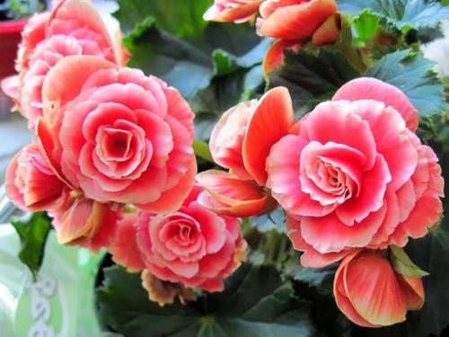 Бегония глюар де Лоррен. Бегония Глуар де Лоррен 07