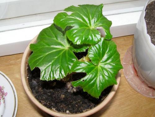 Бегония глюар де Лоррен. Бегония Глуар де Лоррен 08