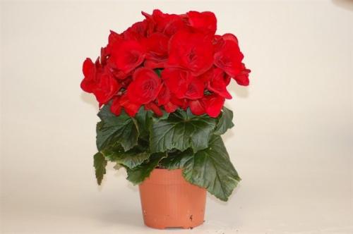 Бегония глюар де Лоррен. Бегония Глуар де Лоррен 09