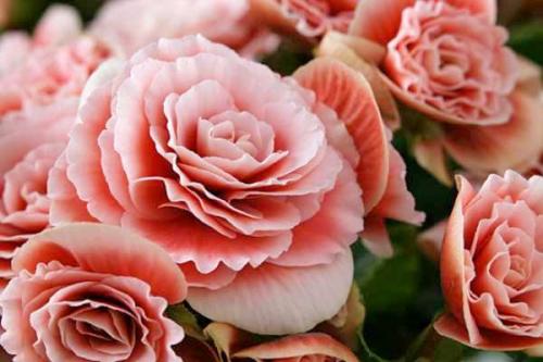 Бегония глюар де Лоррен. Бегония Глуар де Лоррен 10