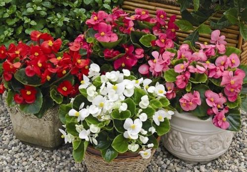 Бегония глюар де Лоррен. Бегония Глуар де Лоррен 13