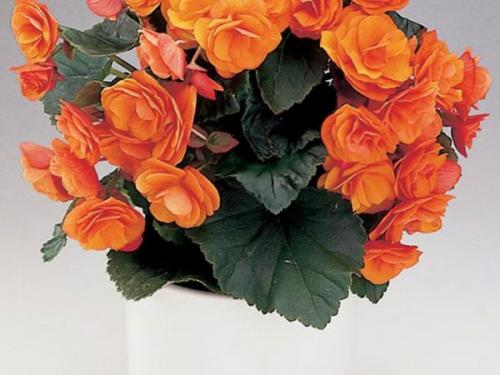 Бегония глюар де Лоррен. Бегония Глуар де Лоррен 14