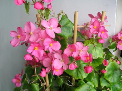 Бегония глюар де Лоррен. Бегония Глуар де Лоррен