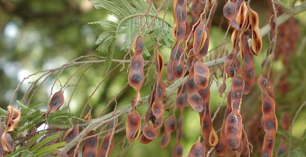 Белой акации гроздья душистые