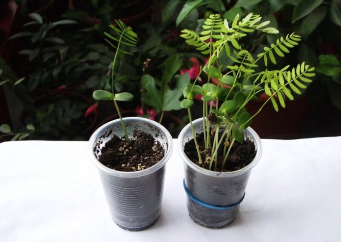 Белой акации гроздья душистые