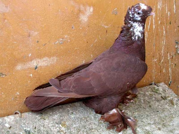 Благодарненский голубь