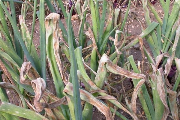 Болезни лука