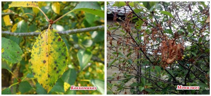 Болезни вишни